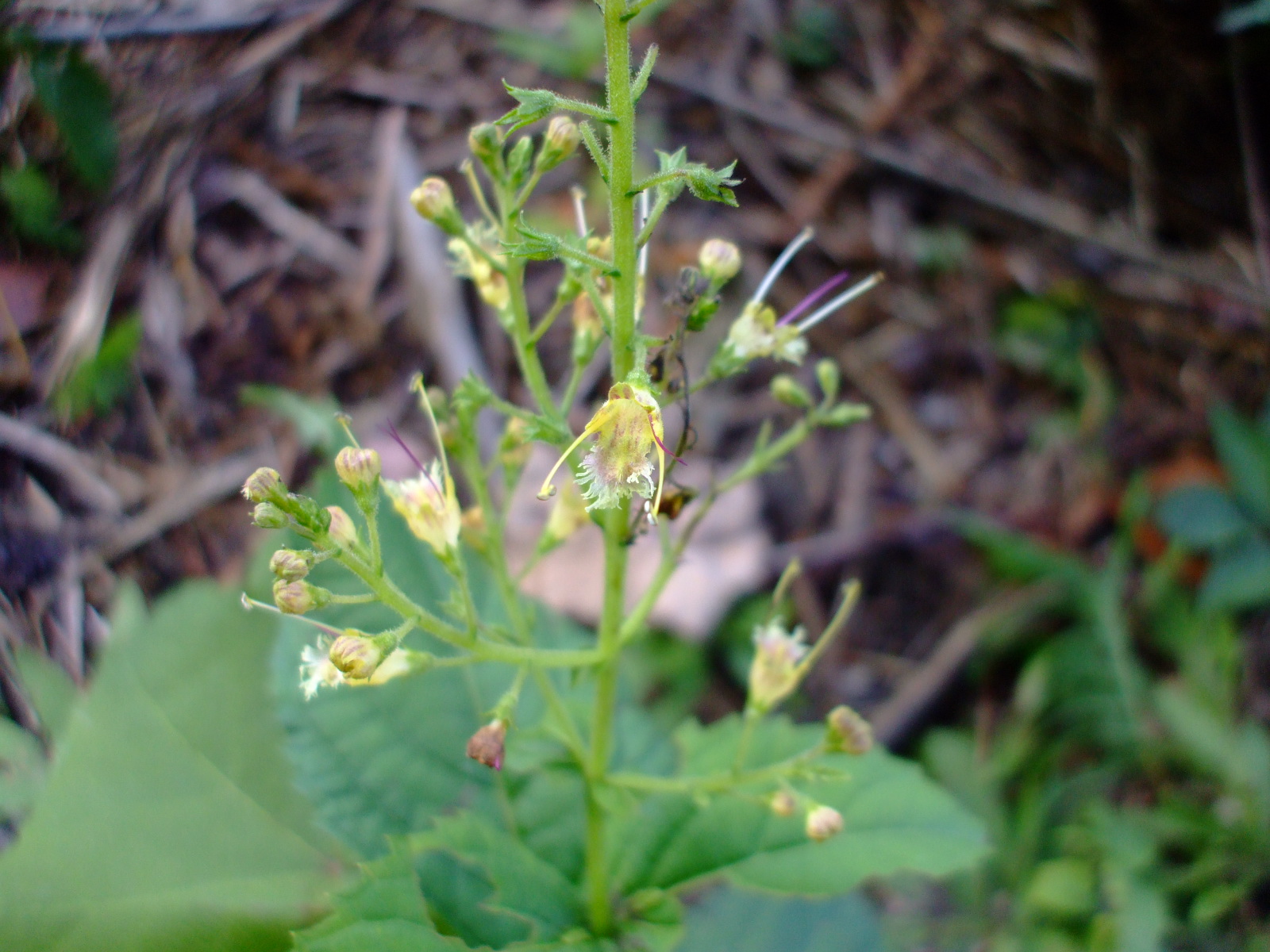 Collinsonia canadensis